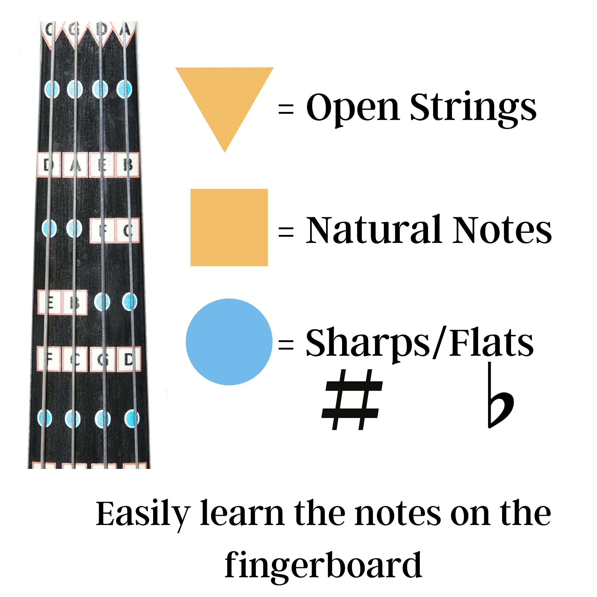 Fantastic Finger Guide for Violas | Stringed Musical Instruments | Fingerboard and Fretboard Stickers for Learning All Notes | Adult Beginner Viola Finger Guide | 13″ Size